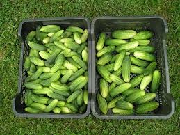 Okurky nakladačky - 6