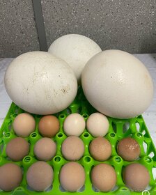 Africké pštrosí vejce - 6
