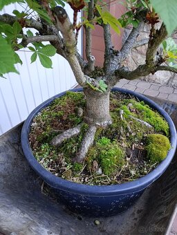 Jírovec manďal (kaštan) bonsai - 6