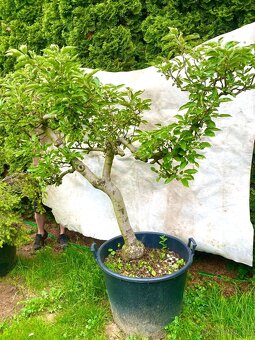 Jabloně basaie/yamadori - 6