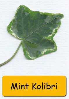 Břečťan (Hedera) - různé druhy - 6