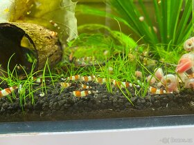 Krevety caridina crystal red (S) - 6