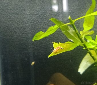 Caridina - Red Fancy Tiger - 6