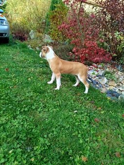 Pitbull, americký pitbull teriér štěně štěňata - 6