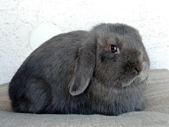 Samička Zakrslý Beránek MiniLop ❤️❤️ - 6