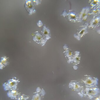 Vírniky Brachionus plicatilis - 6