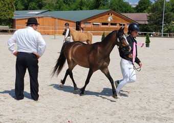 Klisnička Welsh pony, sekce B na prodej - 6