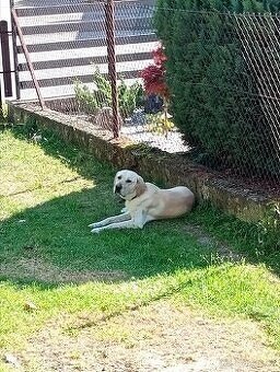 Labrador křížený s retrívrem - 6