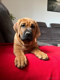 Štěňátka Tosa Inu s PP - 6