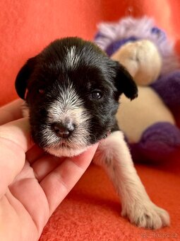 Knírač malý barevný - 6