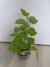 Krásné rýmovníky - 6