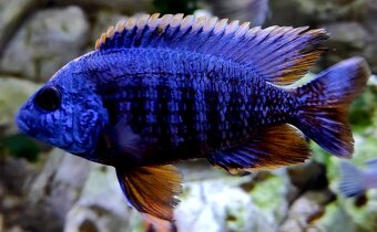 Tlamovci Malawi 20 - 6