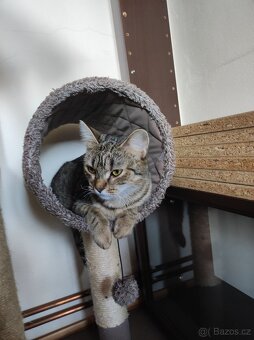 Vykastrovaná mourovatá kočička DARUJI - 6