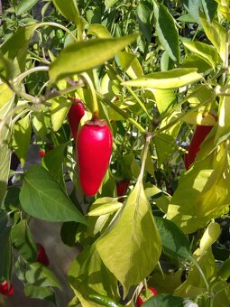 Sazenice chilli papriček - 6