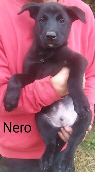 Belgický ovčák malinois - 6