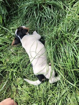 Jack Russell - 6