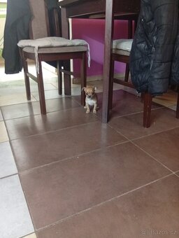 Čivava štěňata pejsek a fenka - 6