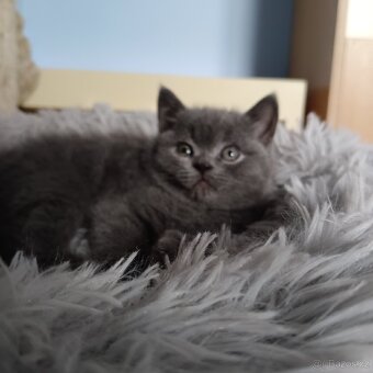 Britská koťata - 6