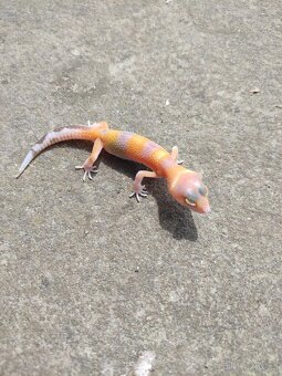 gekončík noční, terárium - 6