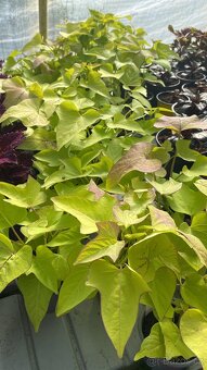 Ipomoea Batatas Povíjnice batátová - 6