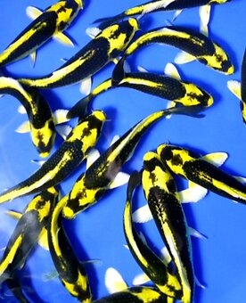 Koi kapr-japonský koi kapr kabuto long fish - 6