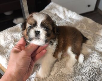 Štěňátka Shih-tzu s PP(shi-tzu, shihtzu) - 6