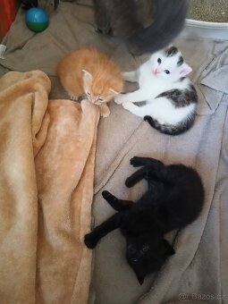 Koťátka  Britská modrá - 6