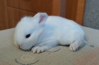 Zakrslý Teddy králík, králíček - 6