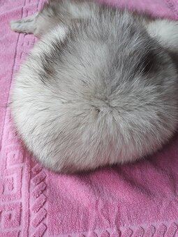 Kožešinové čepice a límce - 6