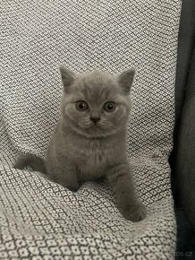 Britská modrá krátkosrstá kočka - koťata s PP - 6