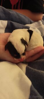 Štěňata Jack Russell teriér - 6