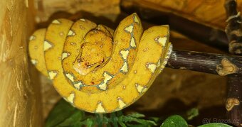 Morelia viridis - 6