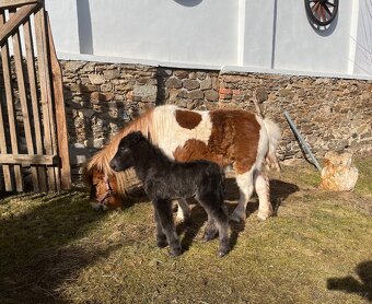 Minihorse hřebeček - 6