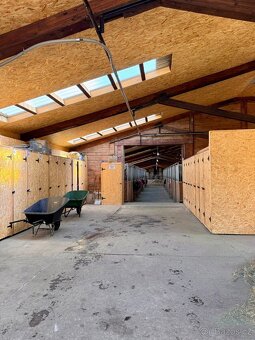 Nabízíme pastevní a boxové ustájení - 6