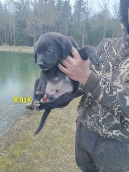 Poslední Vánoční štěňátka - 6