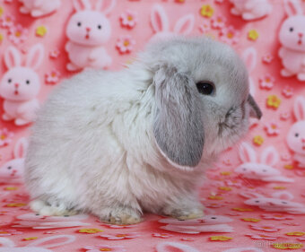 Zakrslí beránci NHD . - 6