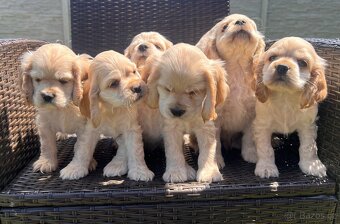 Americky Kokerspaniel-steniatka - 6