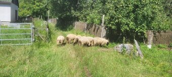 Ovce Suffolk - 6
