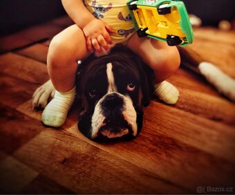 Prodáme ročního německého boxera - 6