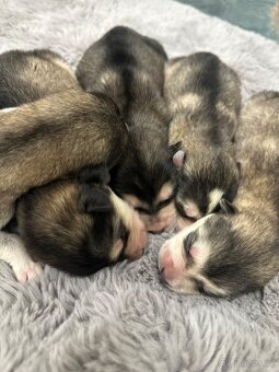 Aljašský malamut štěňátka - 6