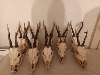 Srnčí lebky s parožím - 6