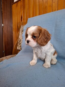 Cavalier cavalir kavalir kavalier - 6