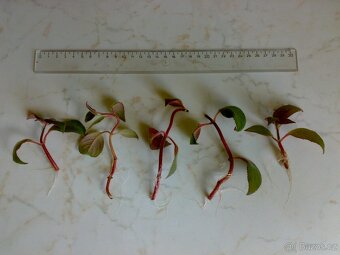 Kohlerie - Kohleria eriantha - zakořeněné řízky - 6