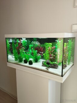 Prodám hromadu akvarijních kytek - 6