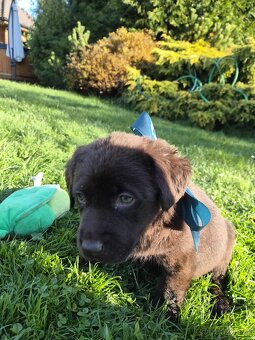 štěně labrador a hnědá fena IHNED - 6