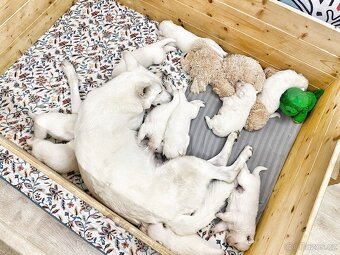 Bílý švýcarský ovčák s PP-štěně - 6