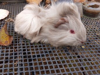 Morčátko holčička - 6