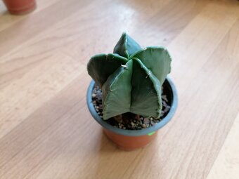 Krásný beztrnný kaktus Astrophytum Myriostigma Nudum - 6