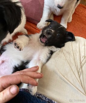 štěňata border kolie kříženci - 6