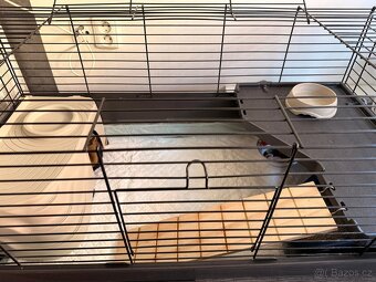 Ježek bělobřichý (africký) - 6